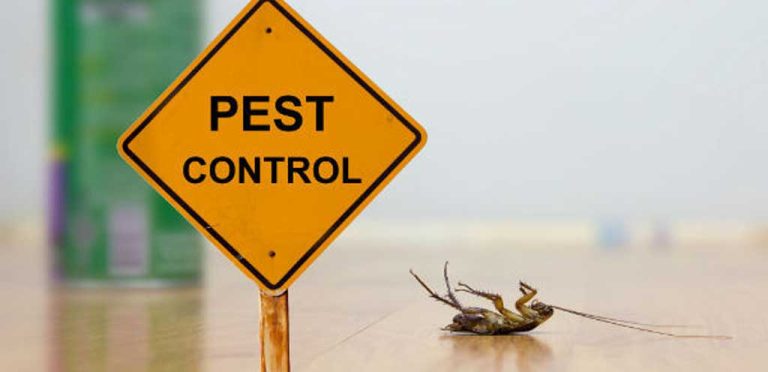 Effective Pest Removal Singapore Guide
