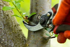 Tree Pruning