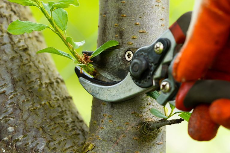 Tree Pruning: A Comprehensive Guide to Healthy and Beautiful Trees