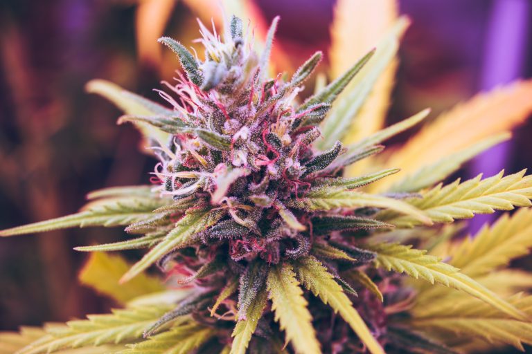 A Beginner’s Guide to THCa Flower: What You Need to Know
