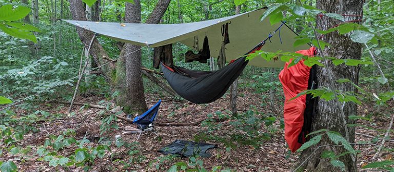 Foraging for Food: Identifying Edible Plants and Insects