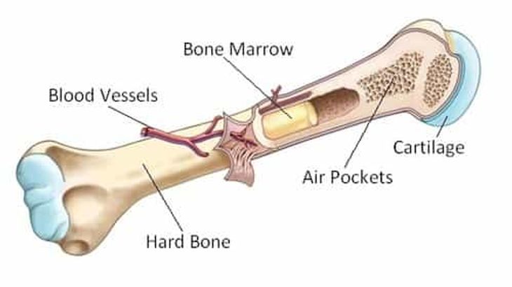 bone marrow transplant