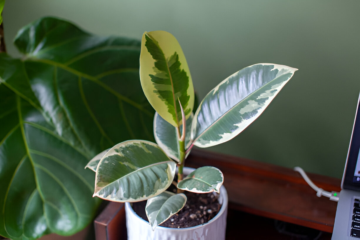 Low-Maintenance Plants for Busy Homeowners