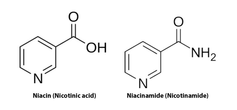Vitamin B Derivatives: Exploring Their Functions and Health Benefits