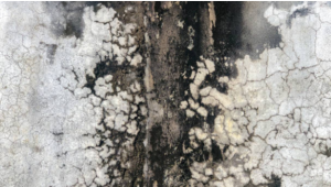 mold remediation North Jersey