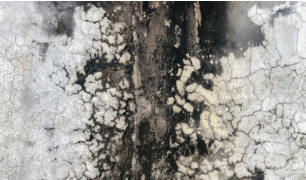 mold remediation North Jersey