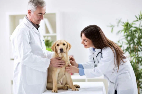 10 Reasons to Choose a Famous Animal Health Care Center for Your Pet’s Well-Being