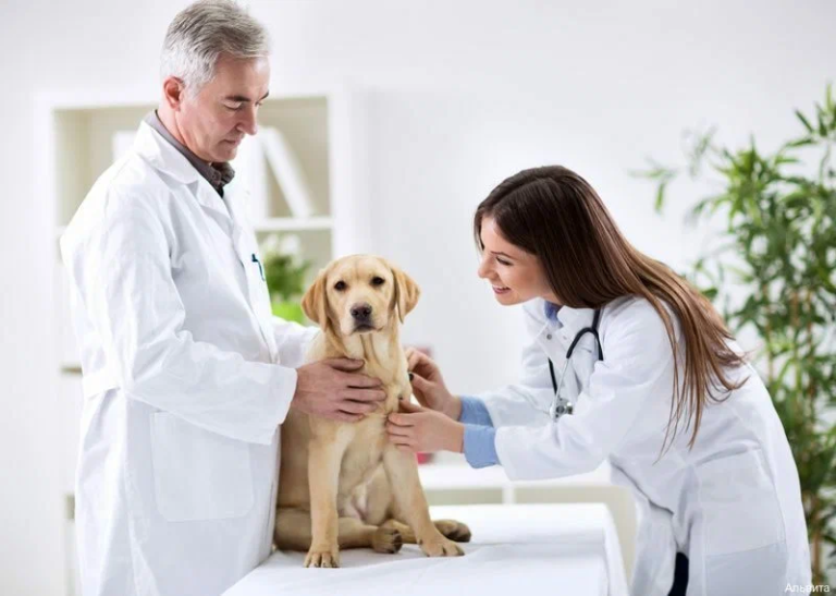 The Lifeline for Pets: Inside an Animal Medical Centre