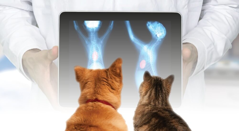 The Importance of Pet Diagnostic Imaging: A Closer Look at Its Role in Veterinary Care