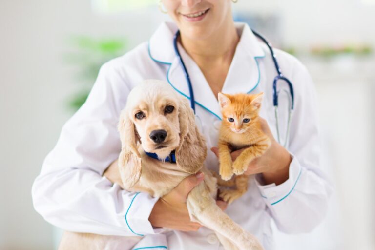 What to Expect from a Dog Daycare in Abbotsford