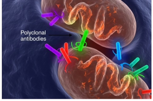 Polyclonal Antibodies