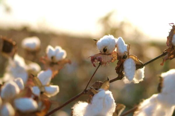 Organic Cotton