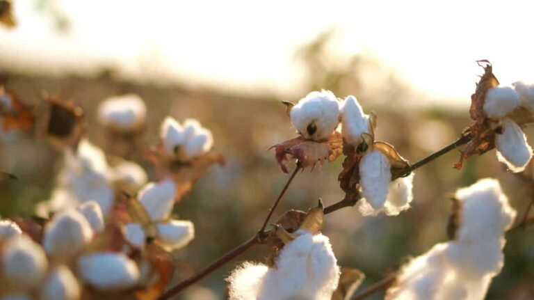 Why Choose an Organic Cotton Quilt for All Seasons