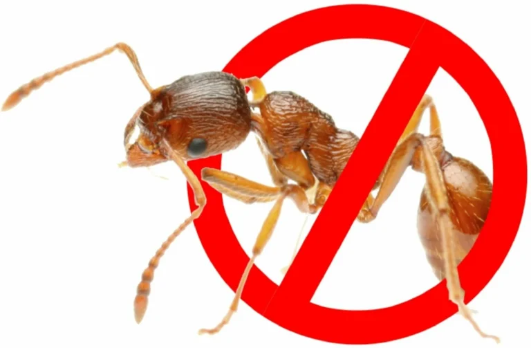Choosing The Best Termite Control For Your Dubai Home