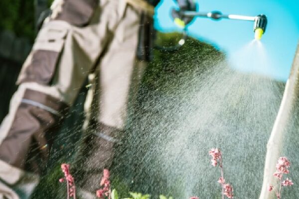 How Ant Exterminator Services in Singapore Help Protect Your Property Pest Control