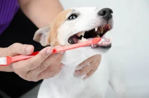 Reasons Why Pets Need Regular Teeth Scaling to Keep That Smile Shining Teeth