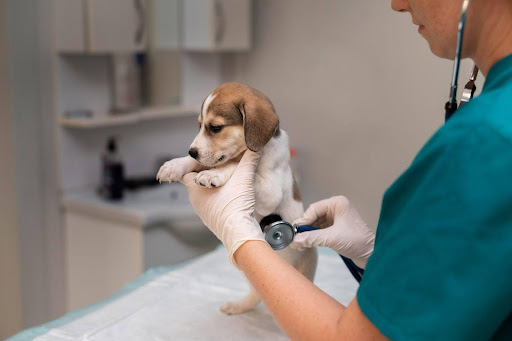 Veterinary Care