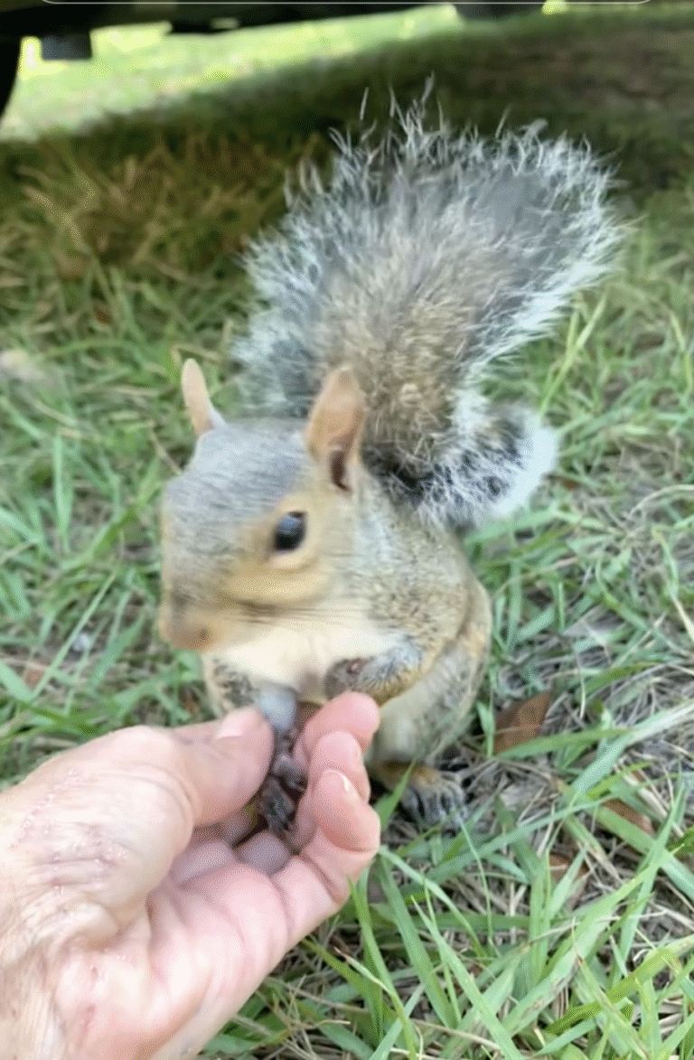 BREAKING UPDATE: Viral TikTok Squirrel “Pip” Euthanized After Seizure by Florida Wildlife Officials