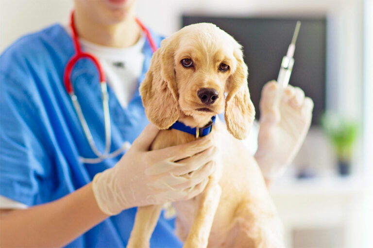 Comprehensive Care for Pets at an Animal Medical Centre