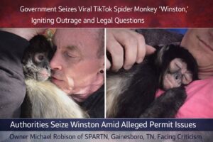 Viral TikTok Spider Monkey