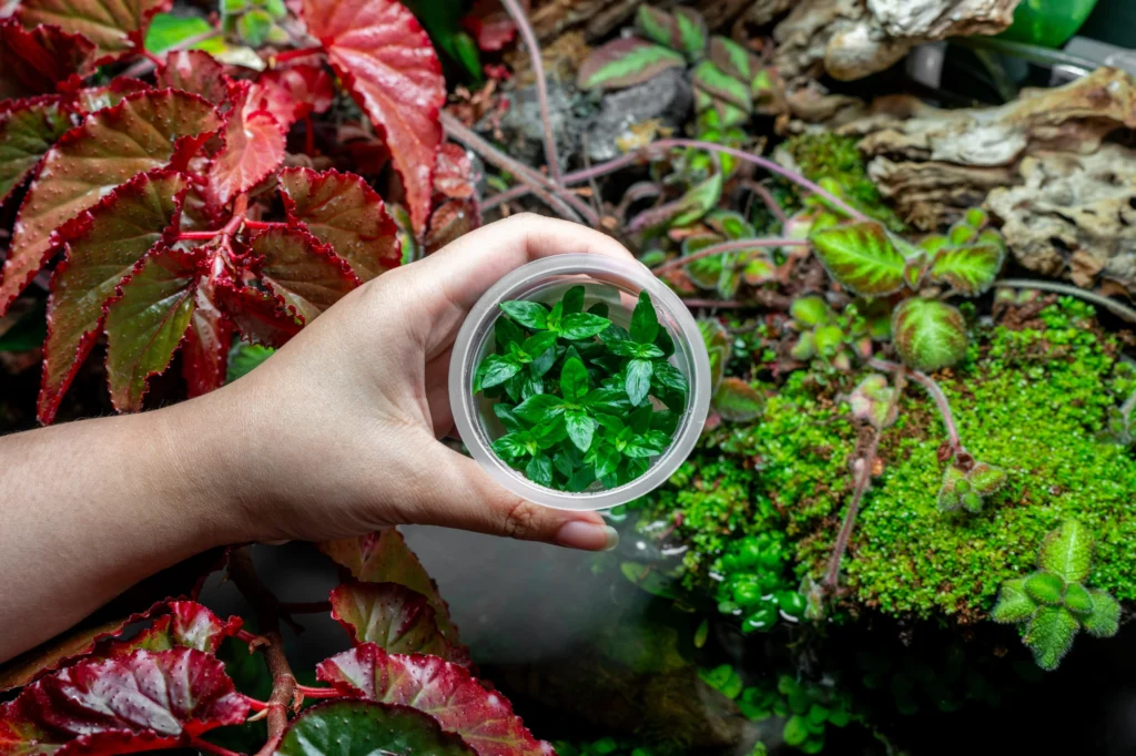 Tissue Culture Plants
